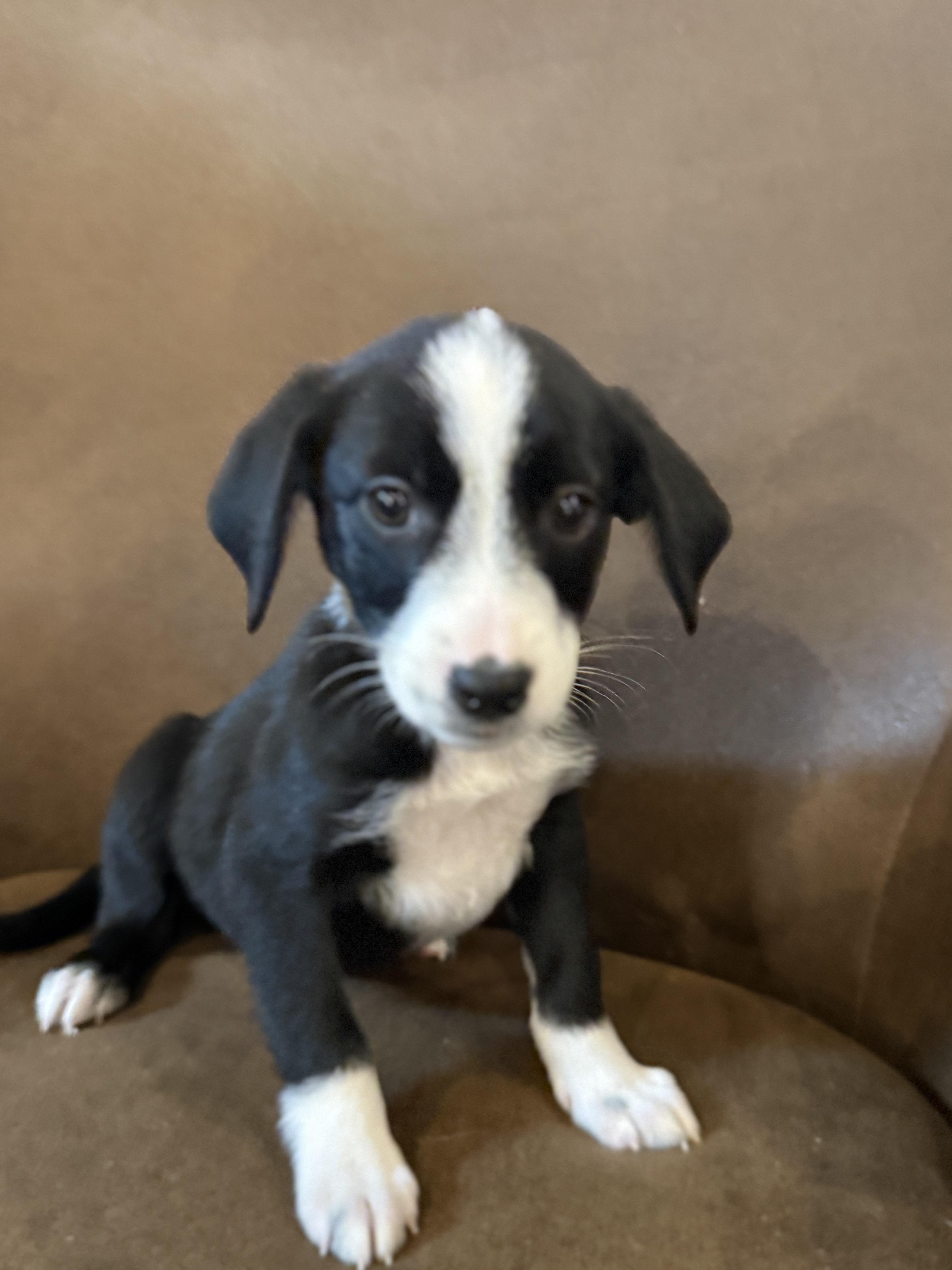 Daisy, a ADOPTABLE mixed breed in Iron Ridge, WI image 3/3