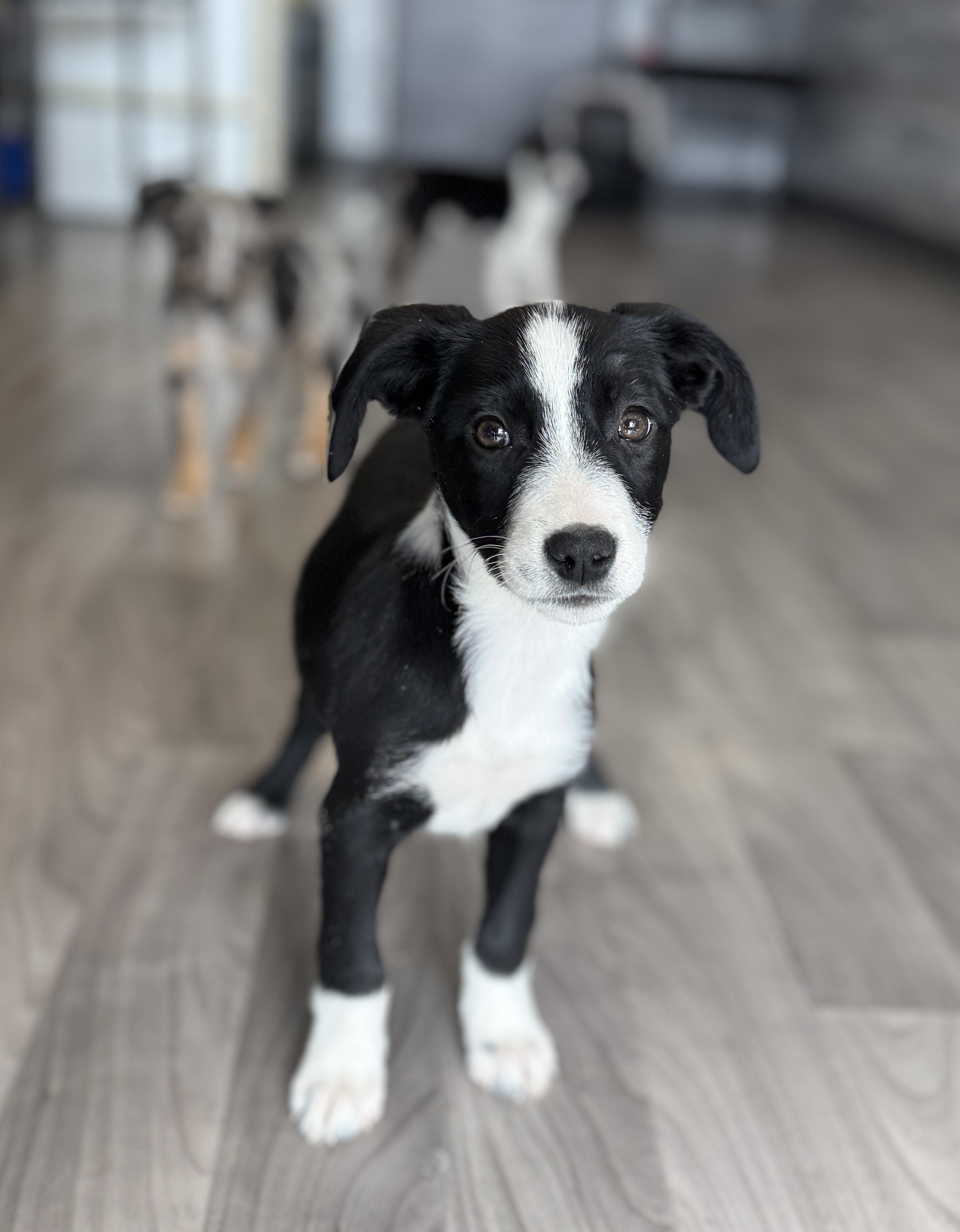 Daisy, ADOPTABLE, Puppy Female Pointer & Australian Shepherd.