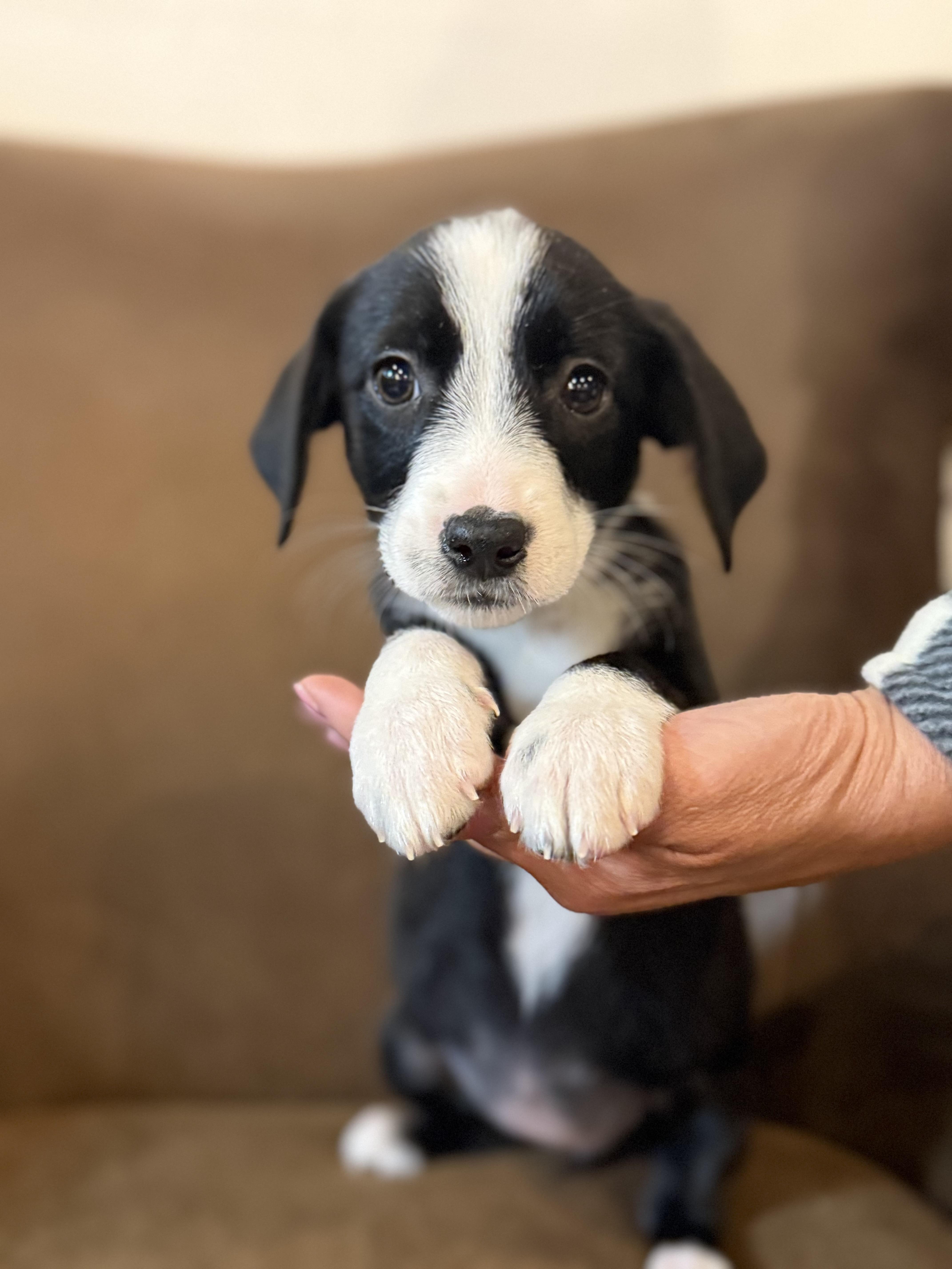 Daisy, a ADOPTABLE mixed breed in Iron Ridge, WI image 2/3