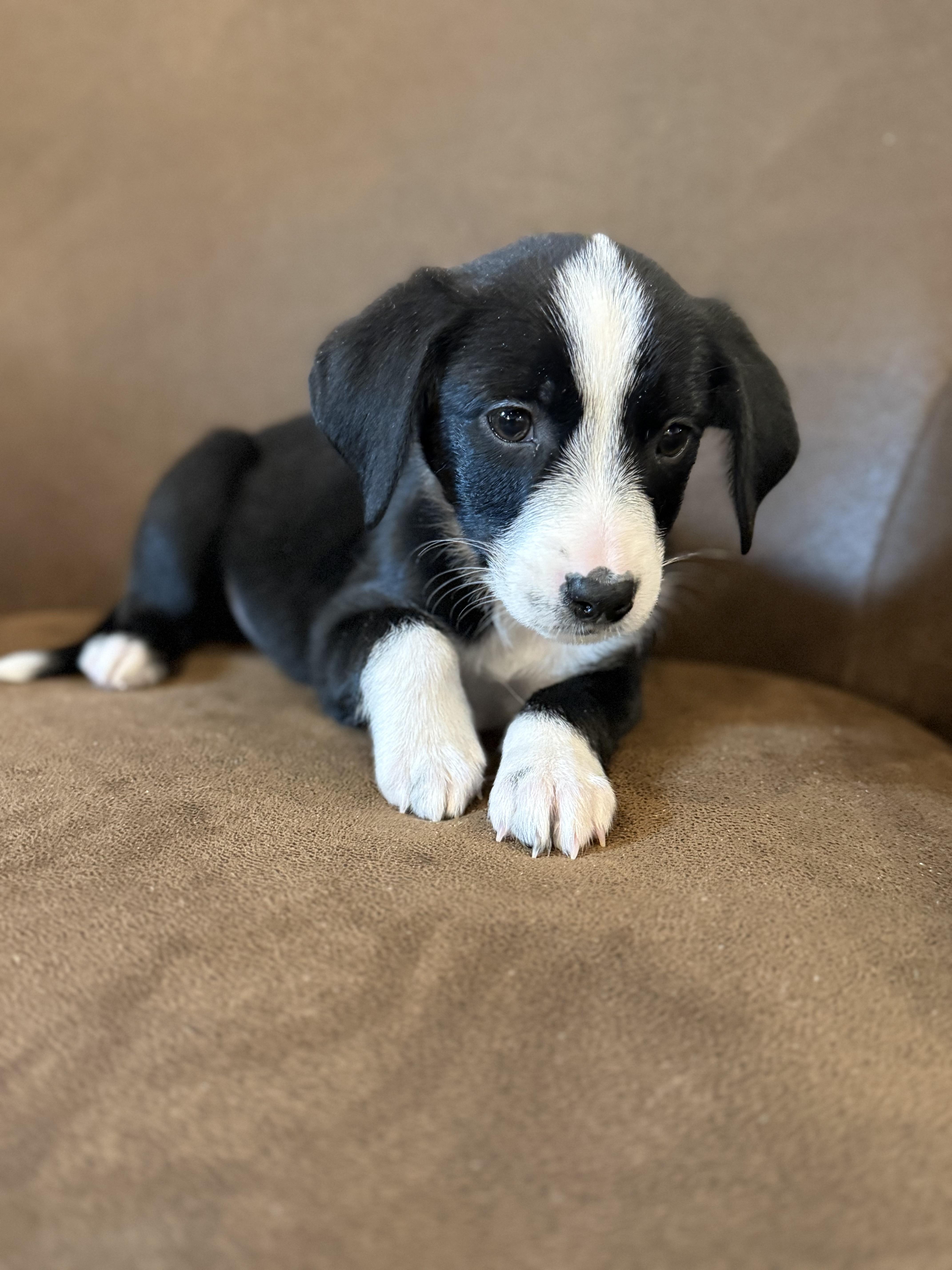 Daisy, a ADOPTABLE mixed breed in Iron Ridge, WI image 1/3