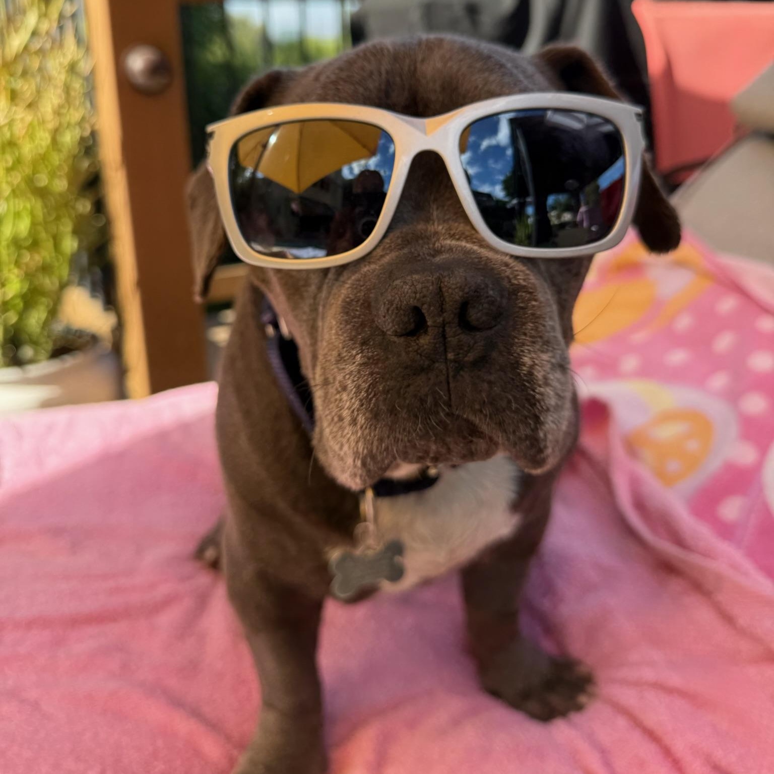 Enlarge Rupert, a Adoptable mixed breed in Huntington Beach, CA image 1/6