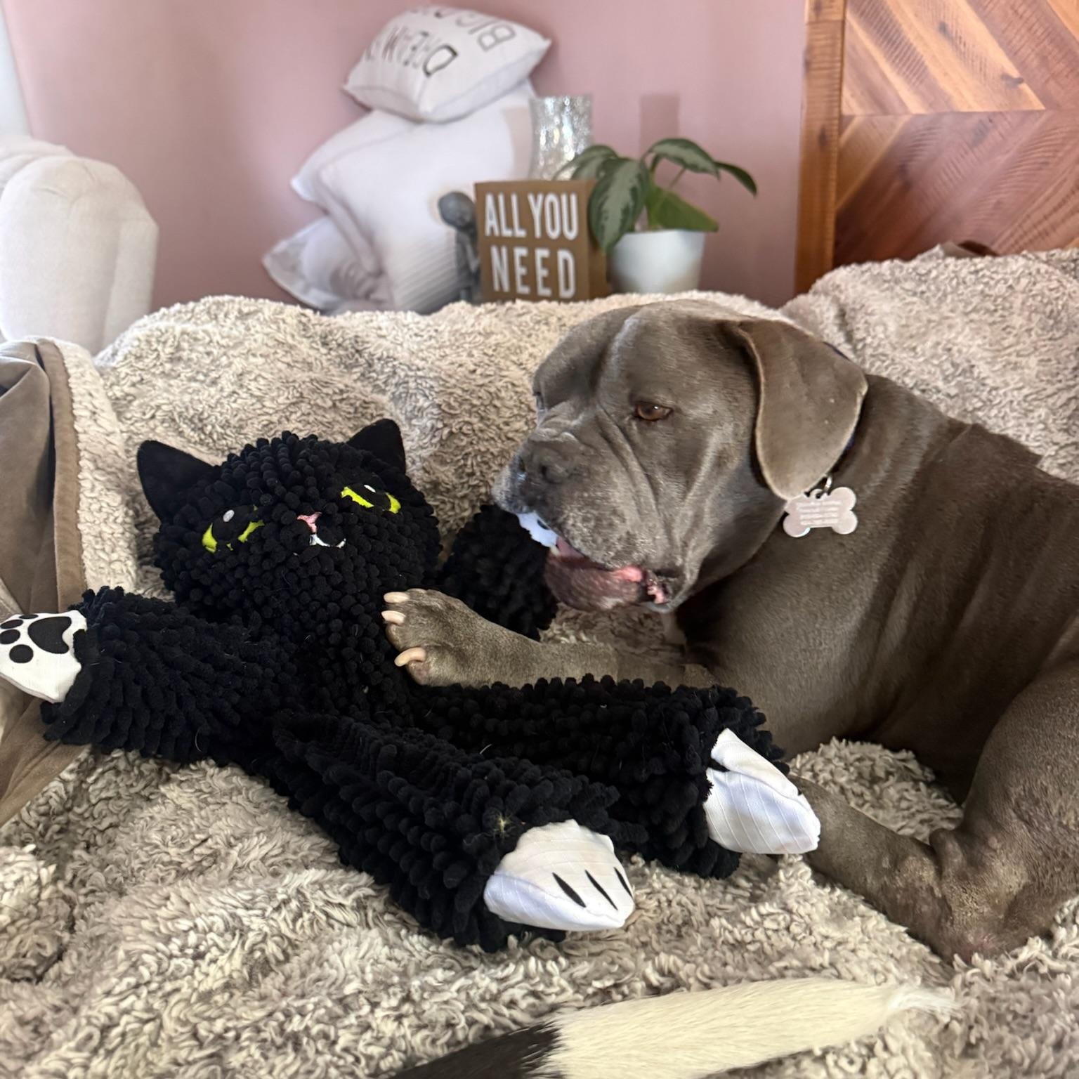 Enlarge Rupert, a Adoptable mixed breed in Huntington Beach, CA image 4/6
