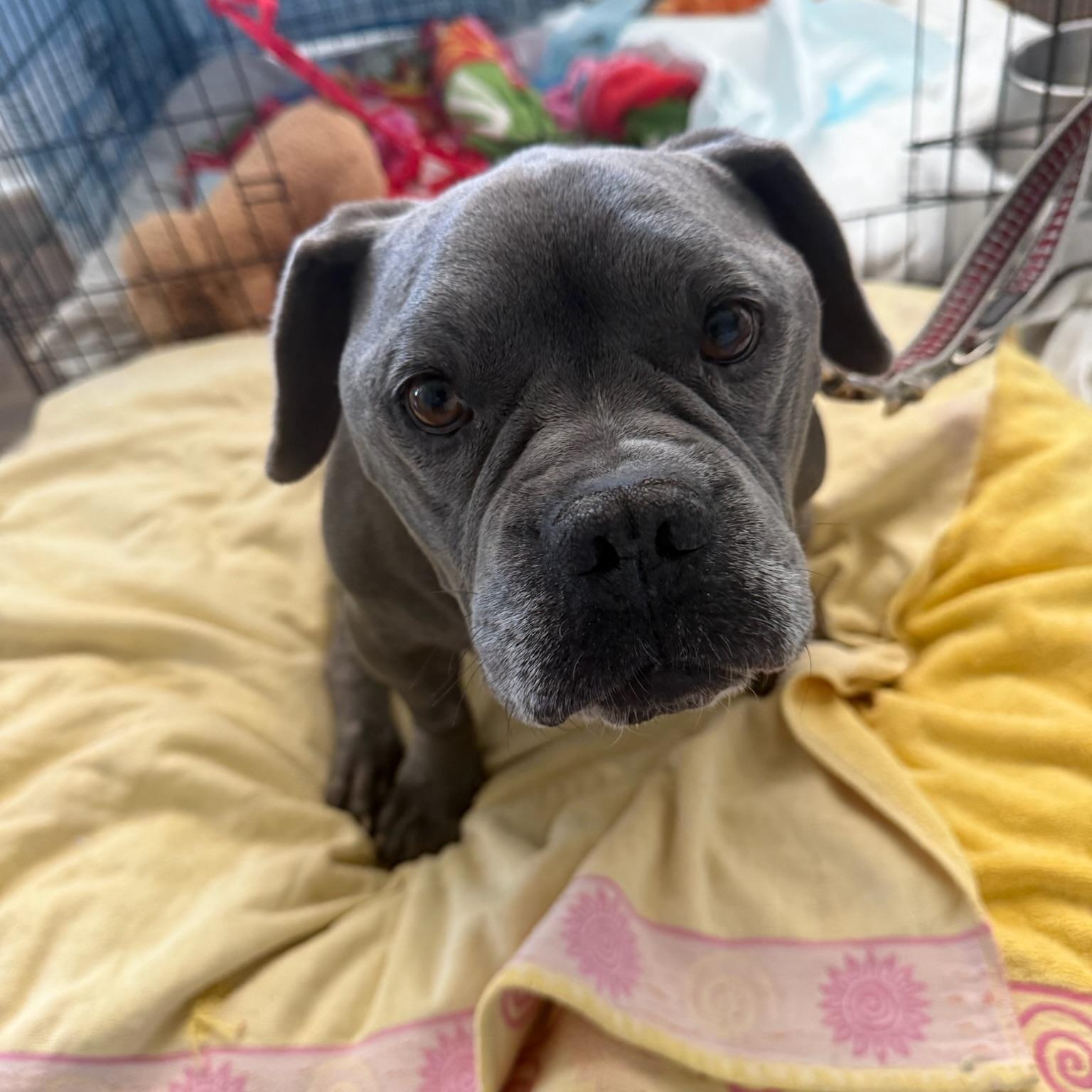 Enlarge Rupert, a Adoptable mixed breed in Huntington Beach, CA image 3/6