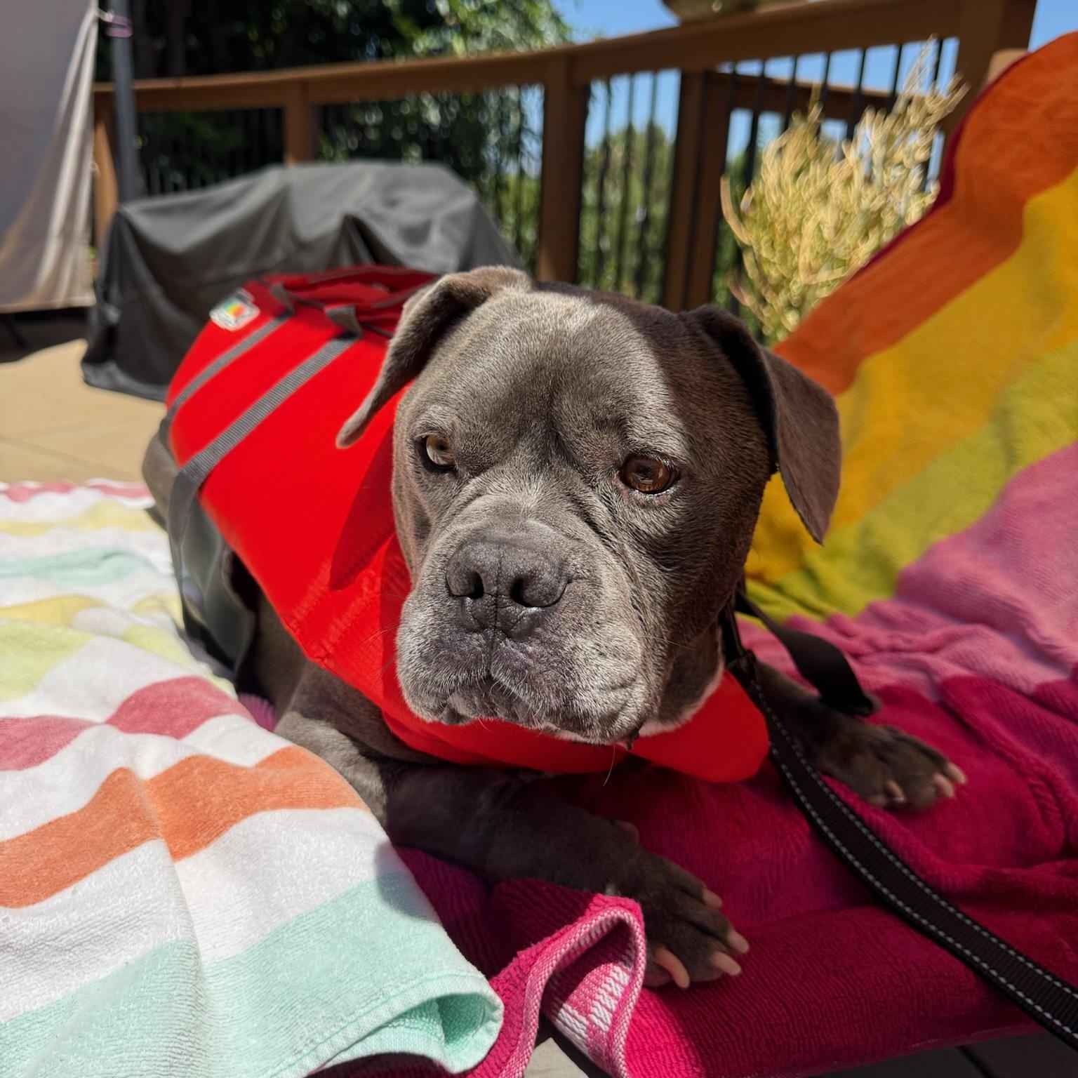 Enlarge Rupert, a Adoptable mixed breed in Huntington Beach, CA image 6/6