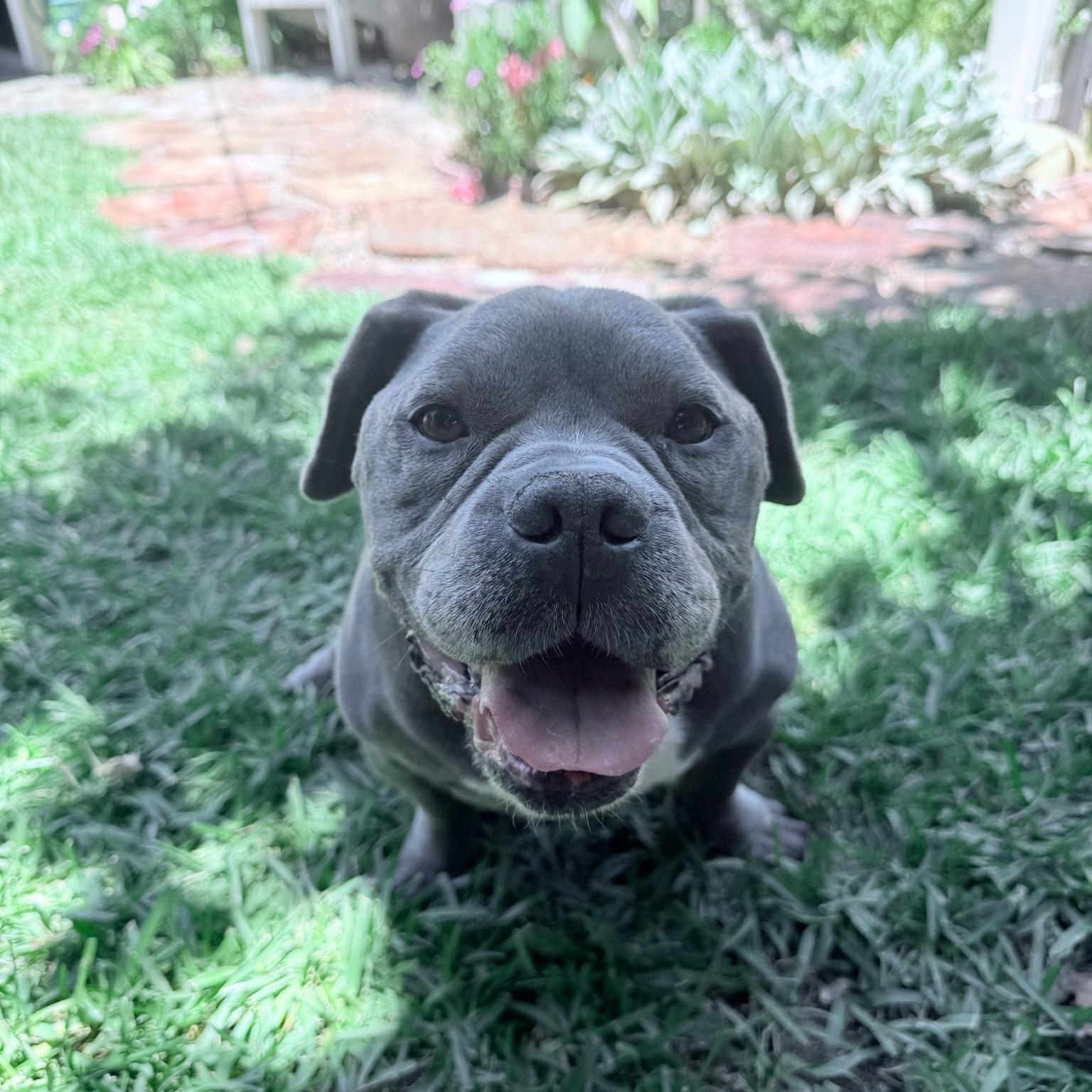 Enlarge Rupert, a Adoptable mixed breed in Huntington Beach, CA image 2/6
