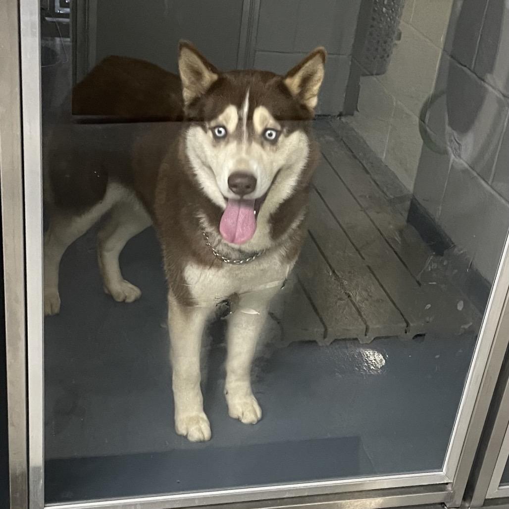 Toby, Adoptable, Adult Male Husky & Shepherd.