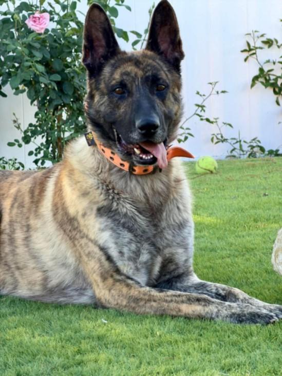Enlarge SCOOBY, a Adoptable mixed breed in Chatsworth, CA image 1/1
