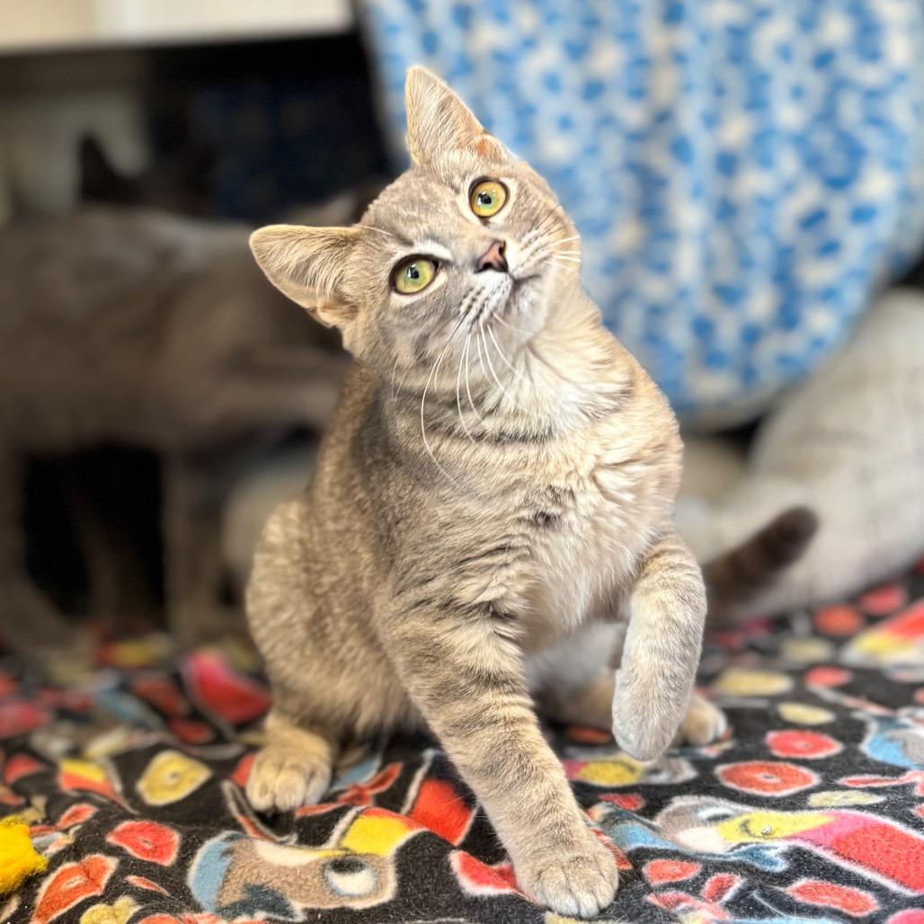 Enlarge Chia Pet, a Adoptable Domestic Short Hair in Nashville, IN image 1/3