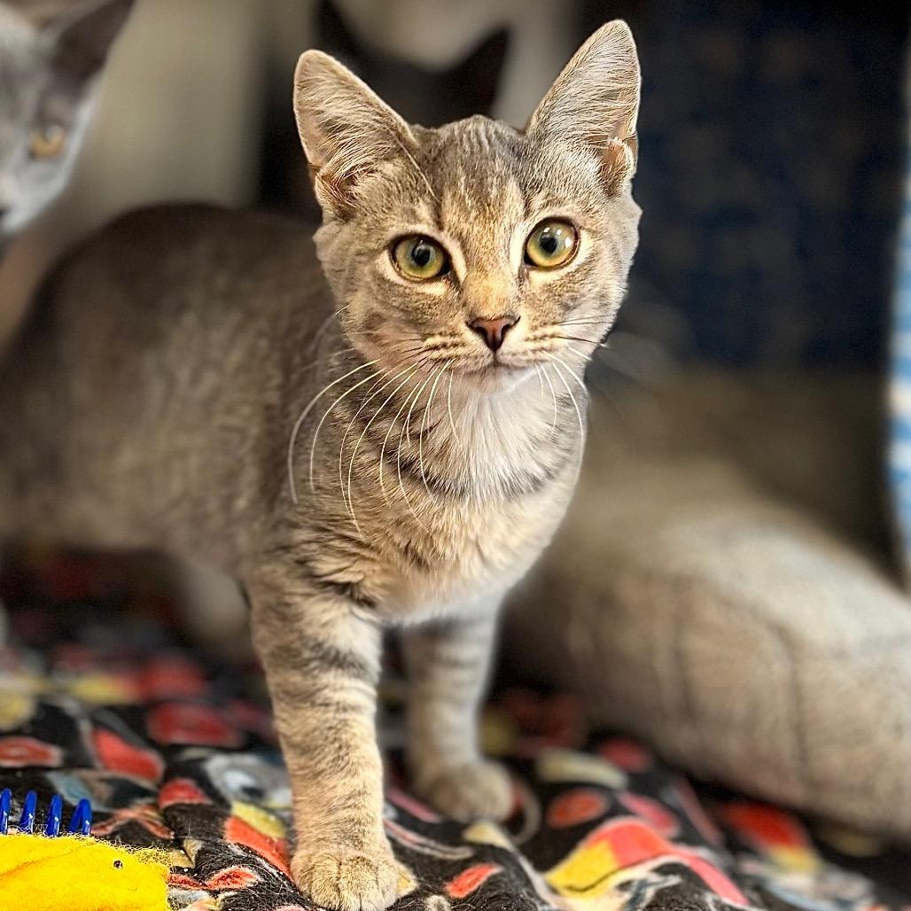 Enlarge Chia Pet, a Adoptable Domestic Short Hair in Nashville, IN image 2/3