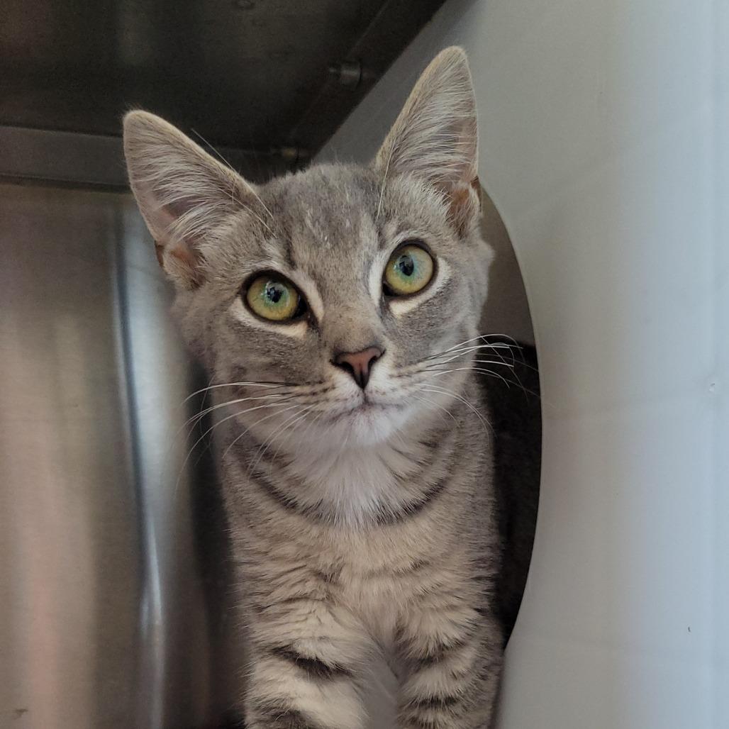 Enlarge Chia Pet, a Adoptable Domestic Short Hair in Nashville, IN image 3/3