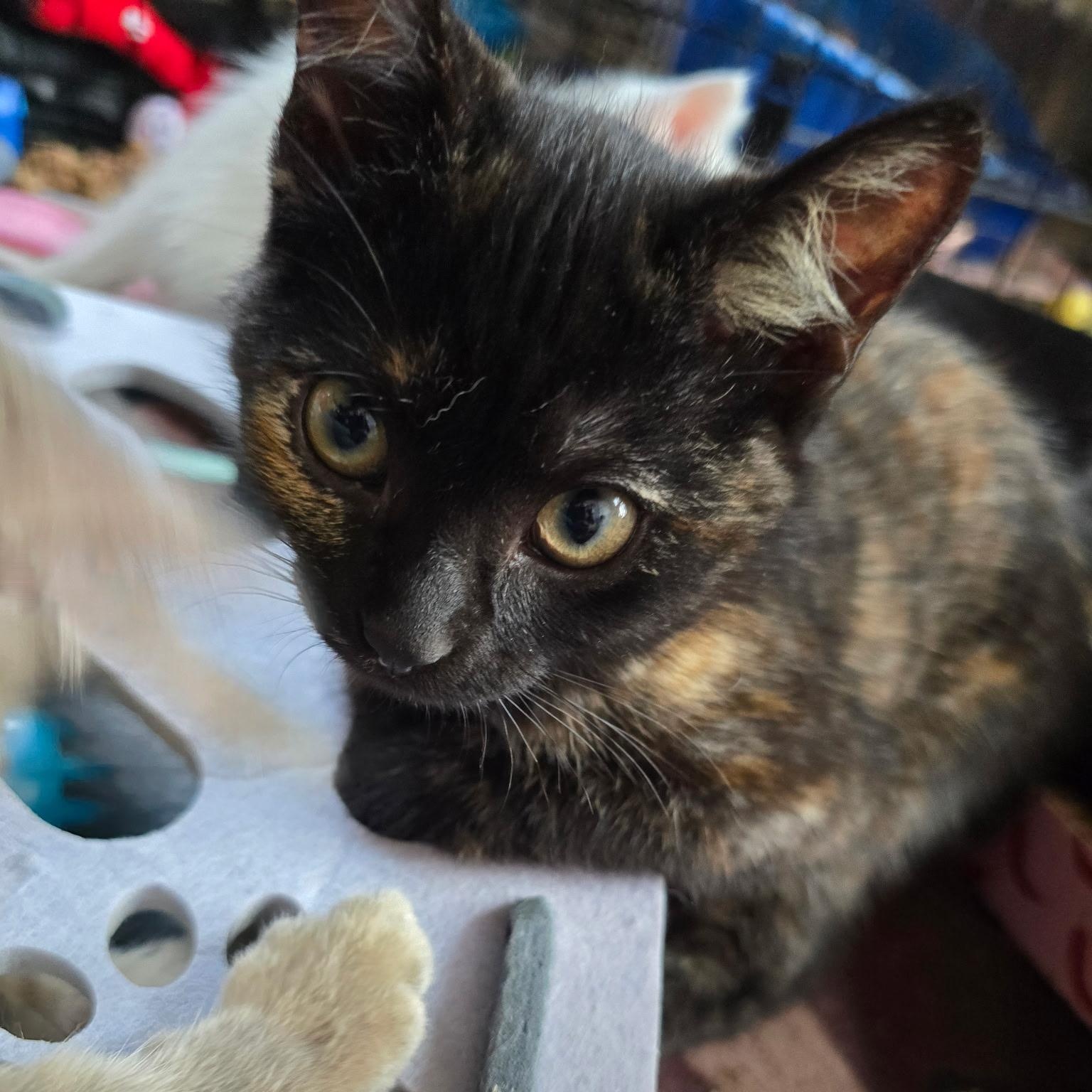 Violetta, Adoptable, Kitten Female Domestic Short Hair.