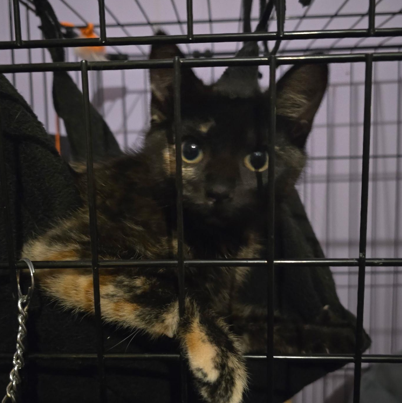 Violetta, a Adoptable Domestic Short Hair in Sauk City, WI image 3/6