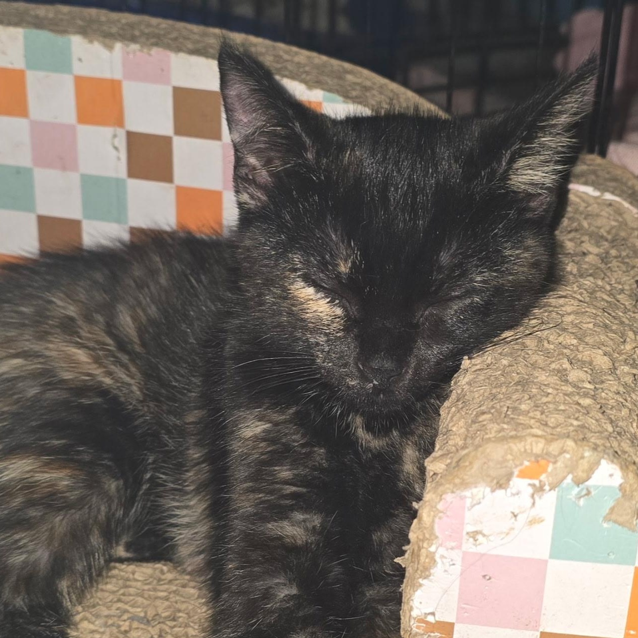 Violetta, a Adoptable Domestic Short Hair in Sauk City, WI image 6/6