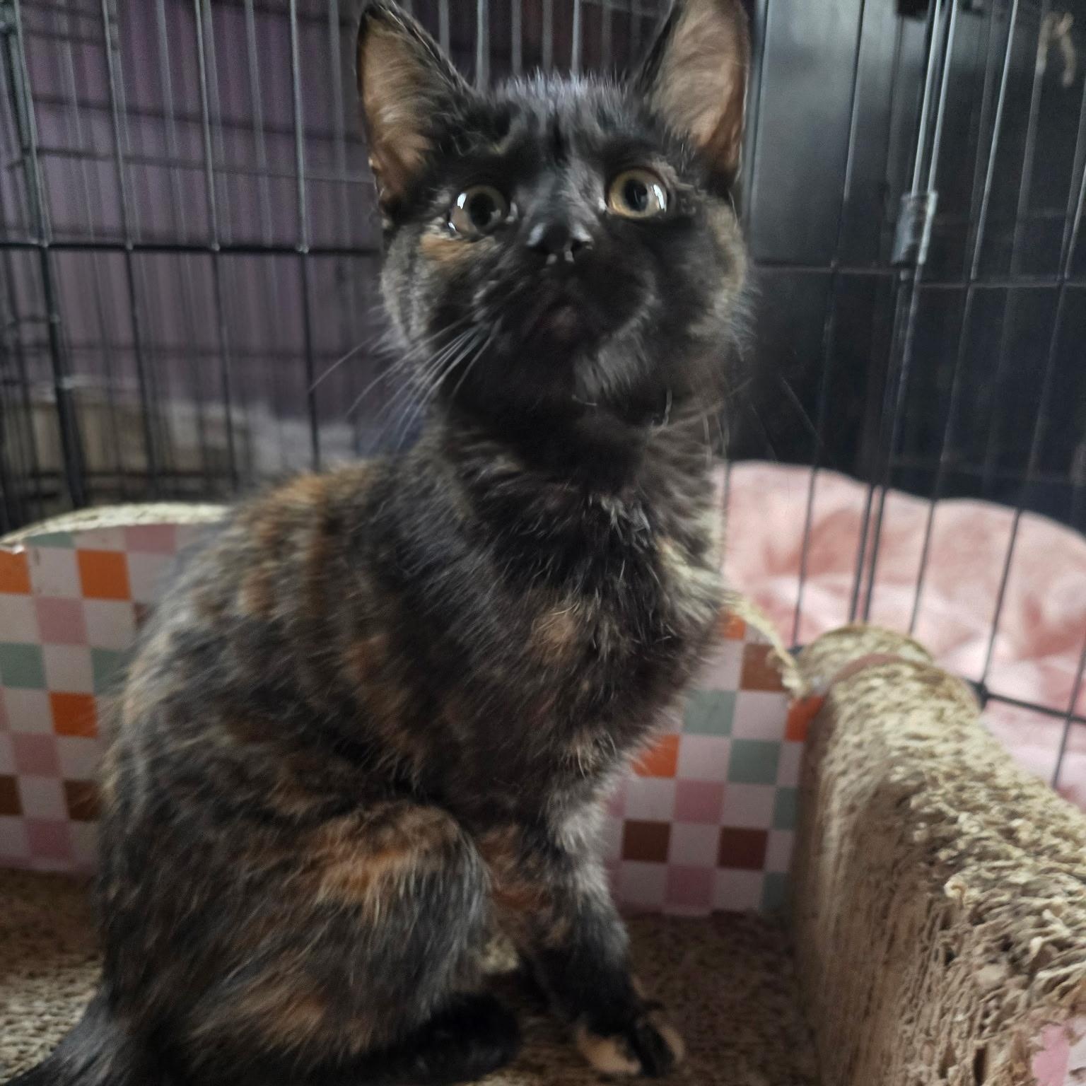 Violetta, a Adoptable Domestic Short Hair in Sauk City, WI image 4/6