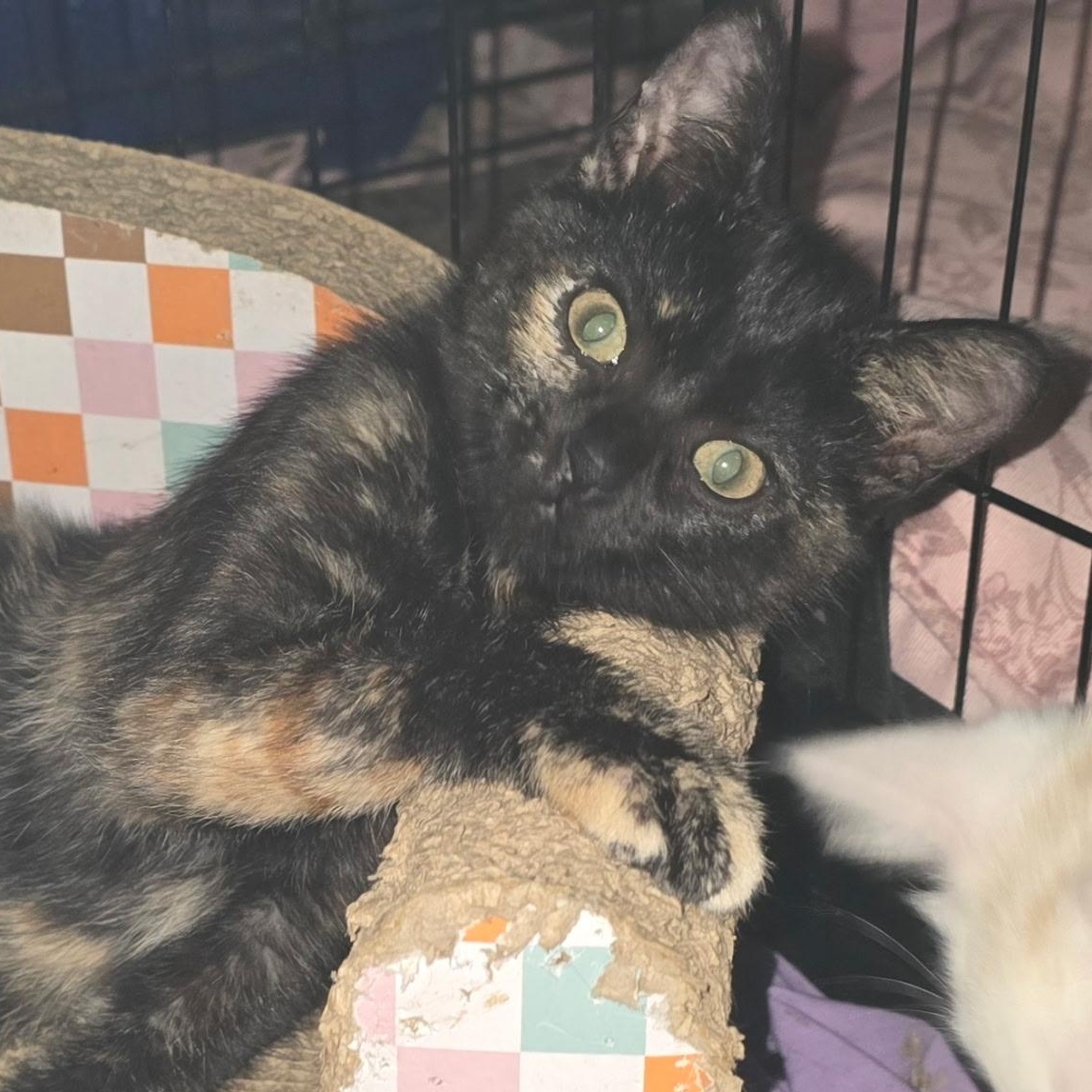 Violetta, a Adoptable Domestic Short Hair in Sauk City, WI image 5/6