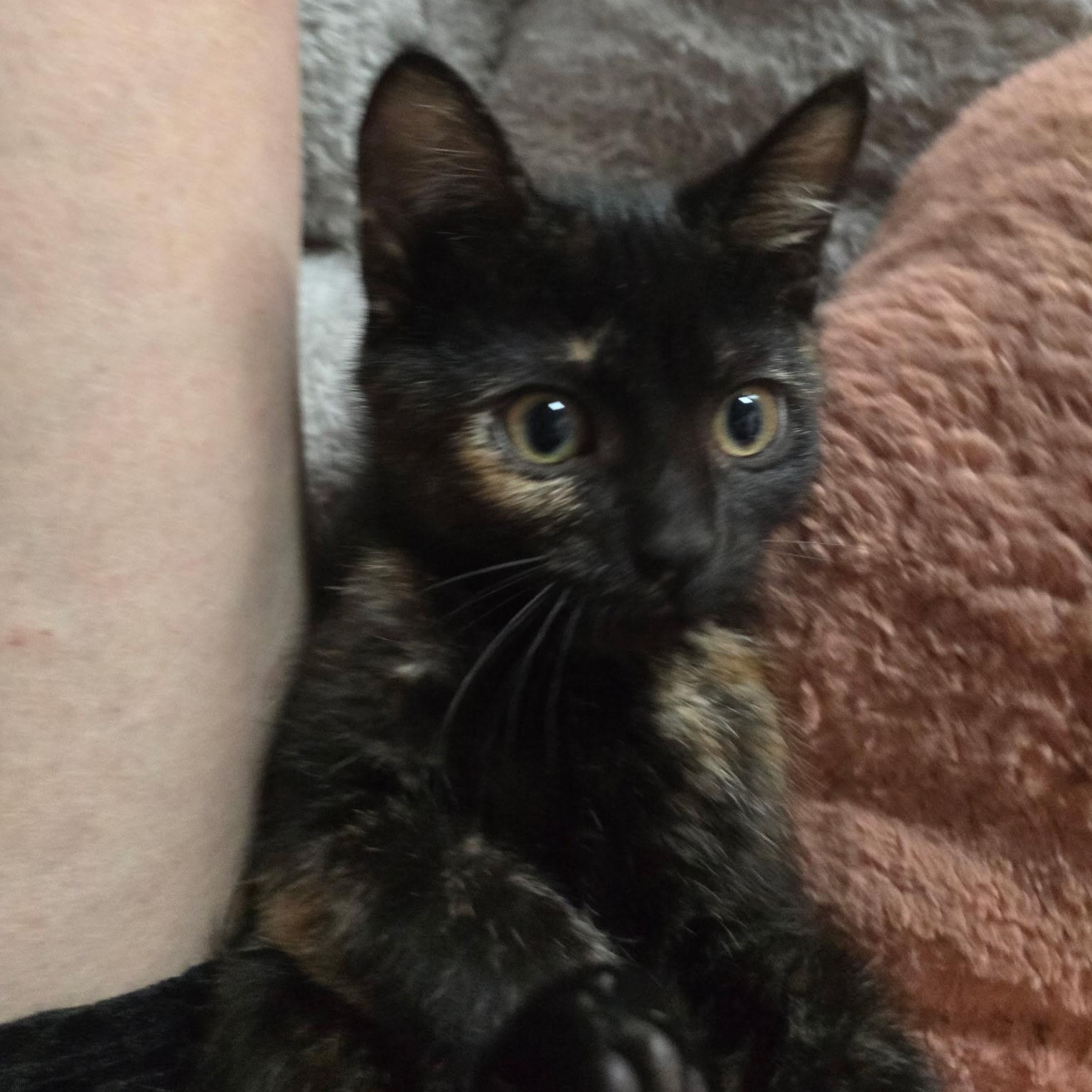 Violetta, a Adoptable Domestic Short Hair in Sauk City, WI image 2/6
