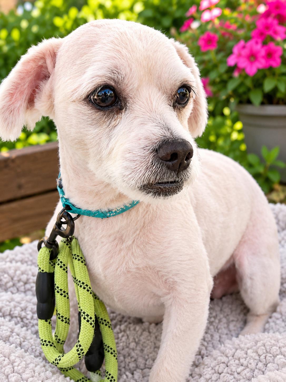 Enlarge Scampy, a Adopted mixed breed in Rocky Mount, NC image 1/2