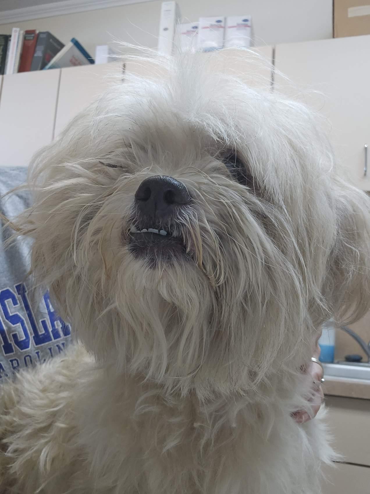 Enlarge Scampy, a Adopted mixed breed in Rocky Mount, NC image 2/2