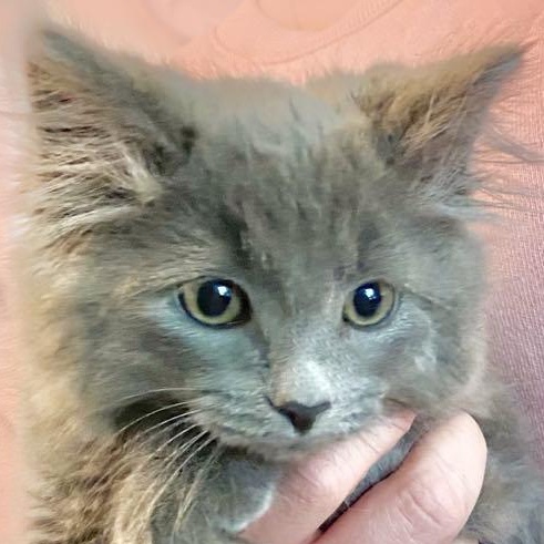 Malabar, Adopted, Kitten Male Domestic Long Hair.