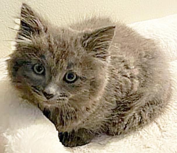 Enlarge Malabar, a Adopted Domestic Long Hair in Mansfield, OH image 2/3