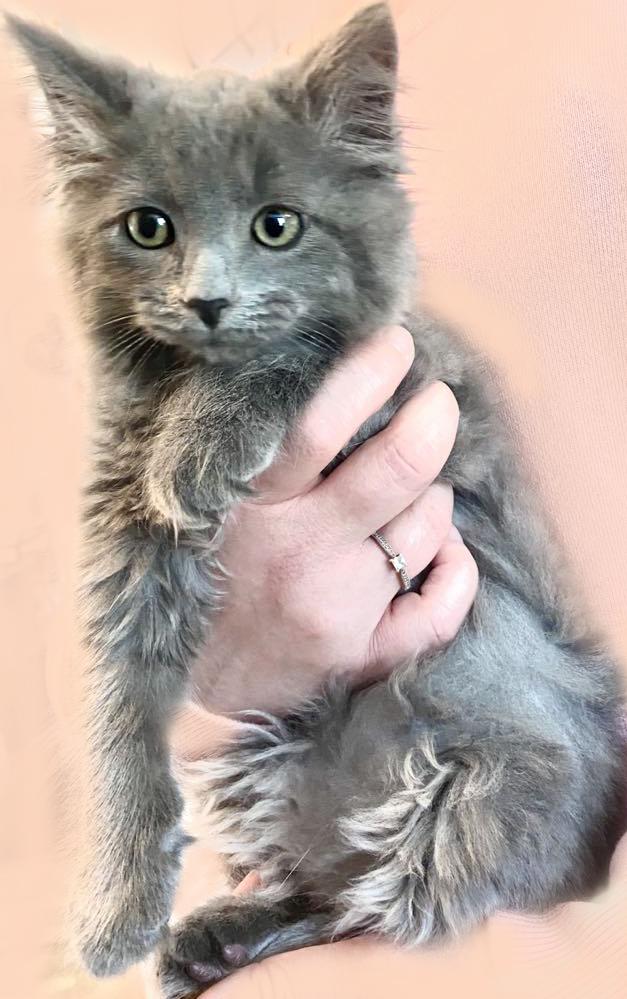 Enlarge Malabar, a Adopted Domestic Long Hair in Mansfield, OH image 3/3