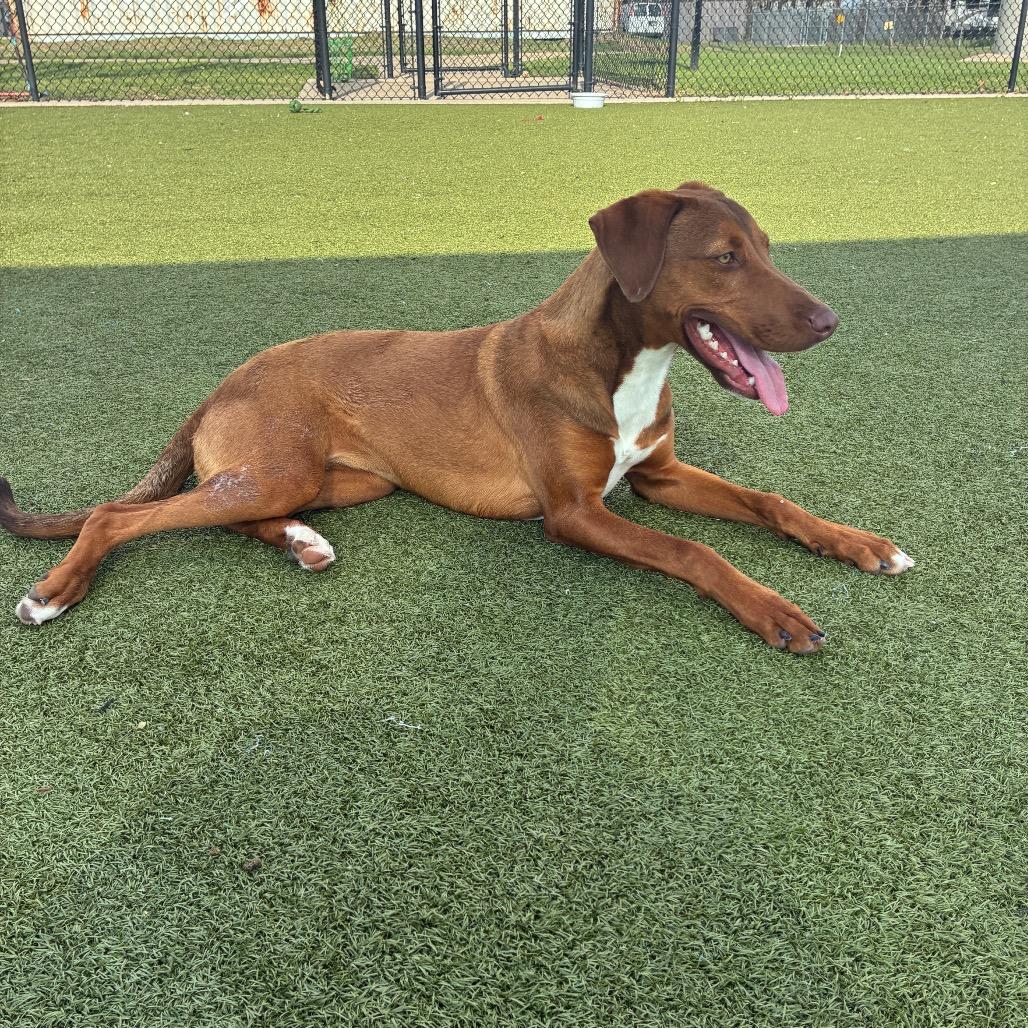 Enlarge Winter, a Adoptable Hound in Bryan, TX image 1/6