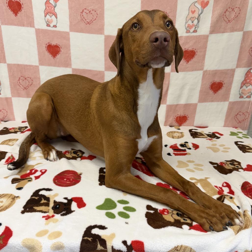 Enlarge Winter, a Adoptable Hound in Bryan, TX image 2/6