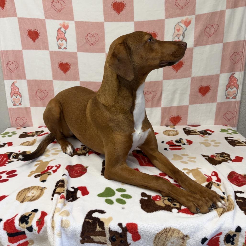 Enlarge Winter, a Adoptable Hound in Bryan, TX image 3/6