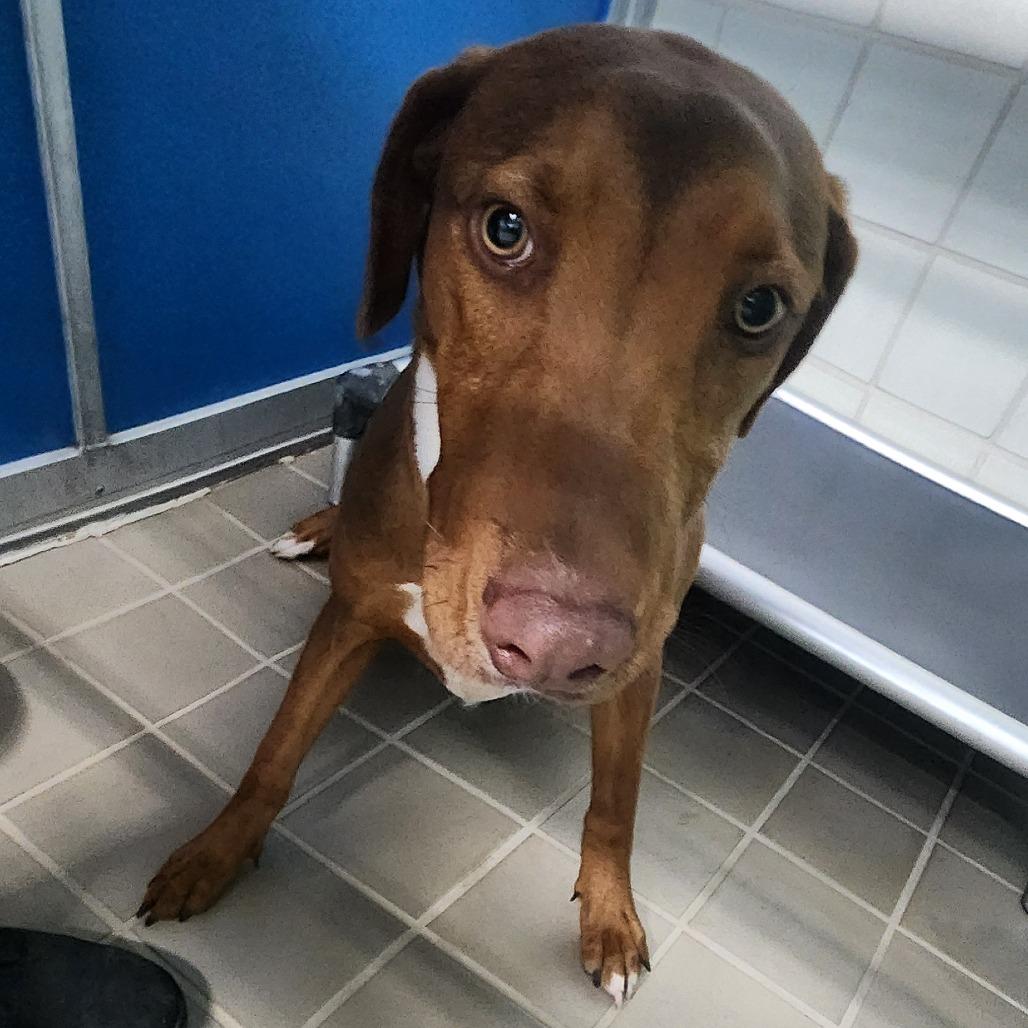 Enlarge Winter, a Adoptable Hound in Bryan, TX image 1/2