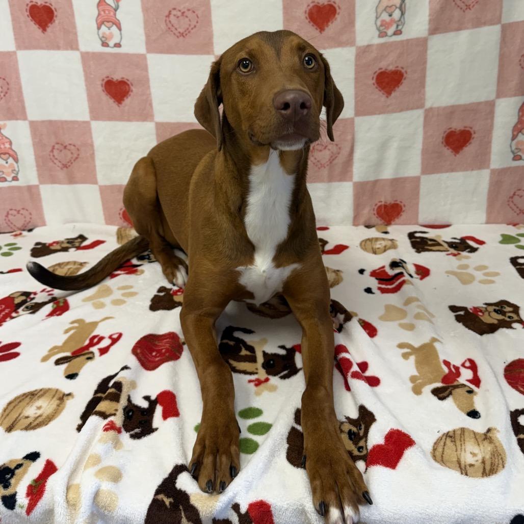 Enlarge Winter, a Adoptable Hound in Bryan, TX image 6/6