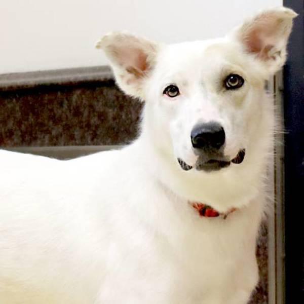 Sleepy, Adoptable, Young Male Great Pyrenees & Australian Shepherd.