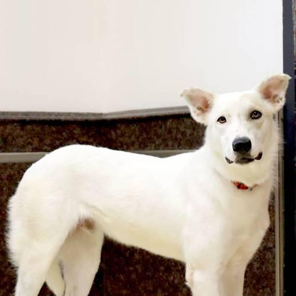 Enlarge Sleepy, a Adoptable mixed breed in Fort Davis, TX image 4/4