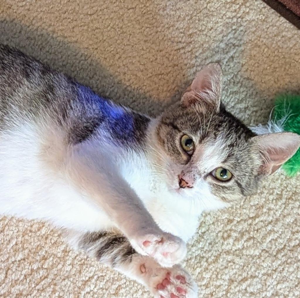 Quixie25, Adoptable, Young Female Domestic Short Hair.