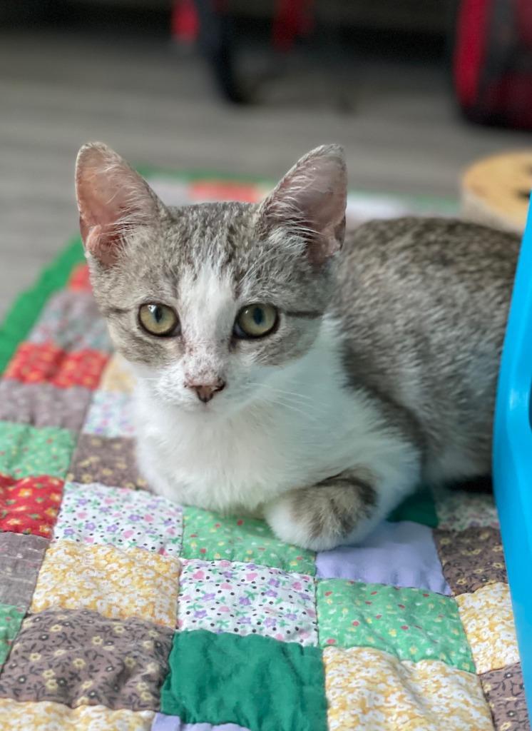 Enlarge Quixie25, a Adoptable mixed breed in Youngsville, NC image 2/2