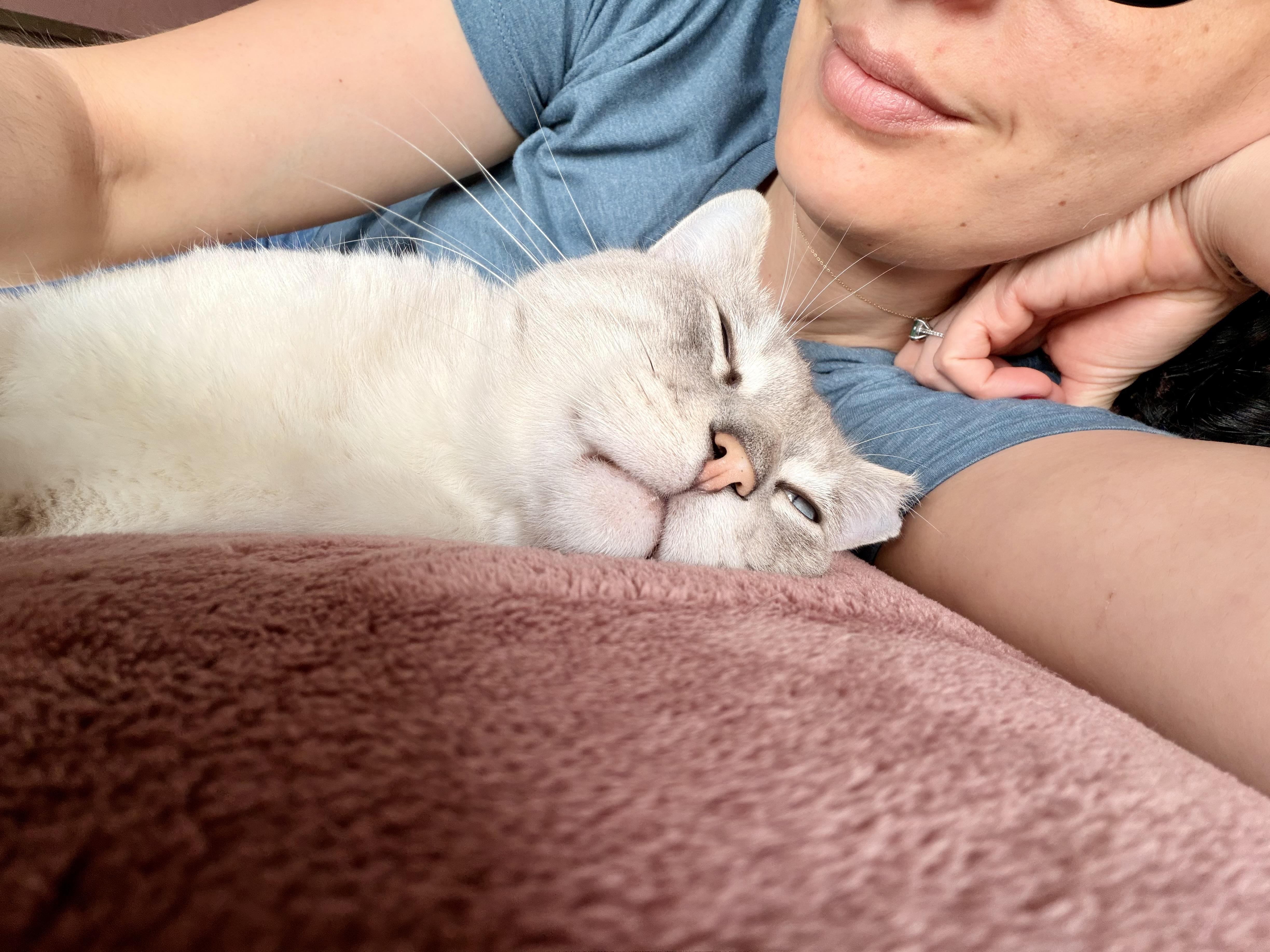 Enlarge Jack Jack, an adopted Siamese in Pacific Palisades, CA image 3/6