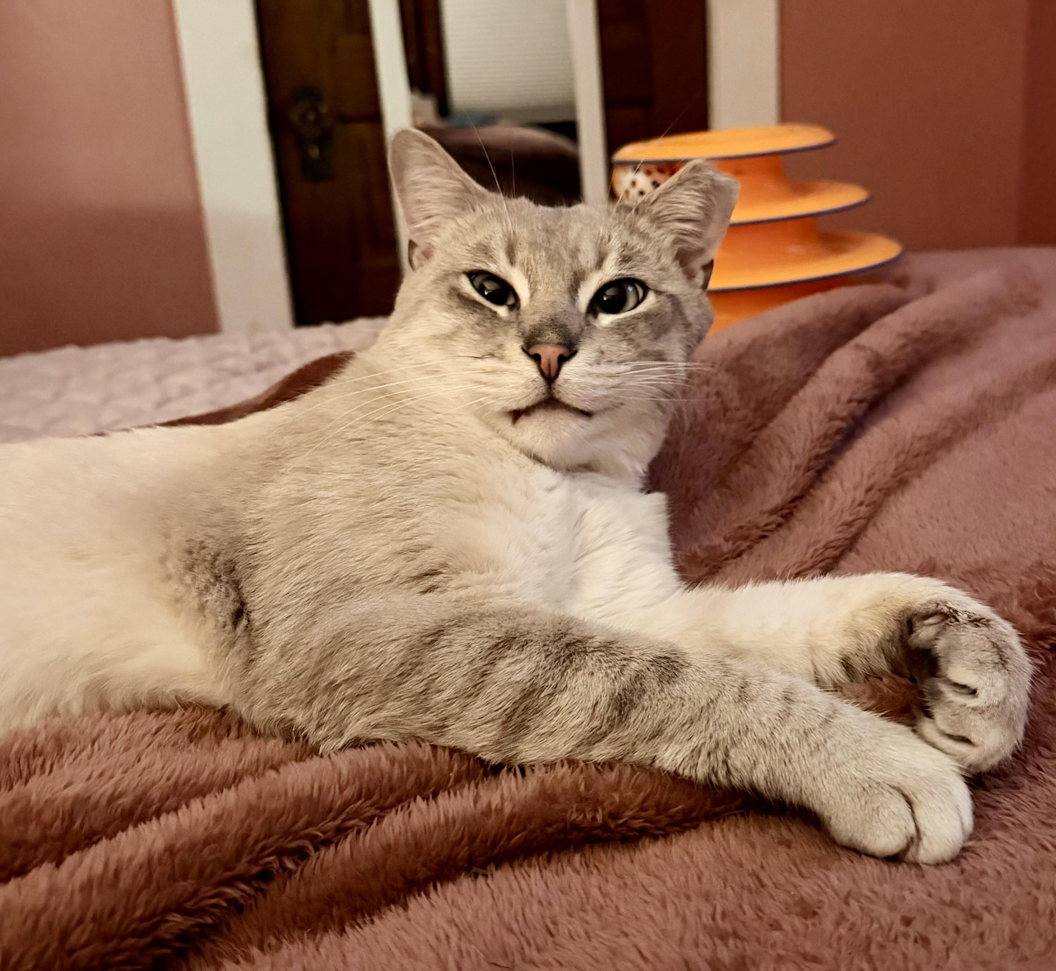Enlarge Jack Jack, an adopted Siamese in Pacific Palisades, CA image 2/6