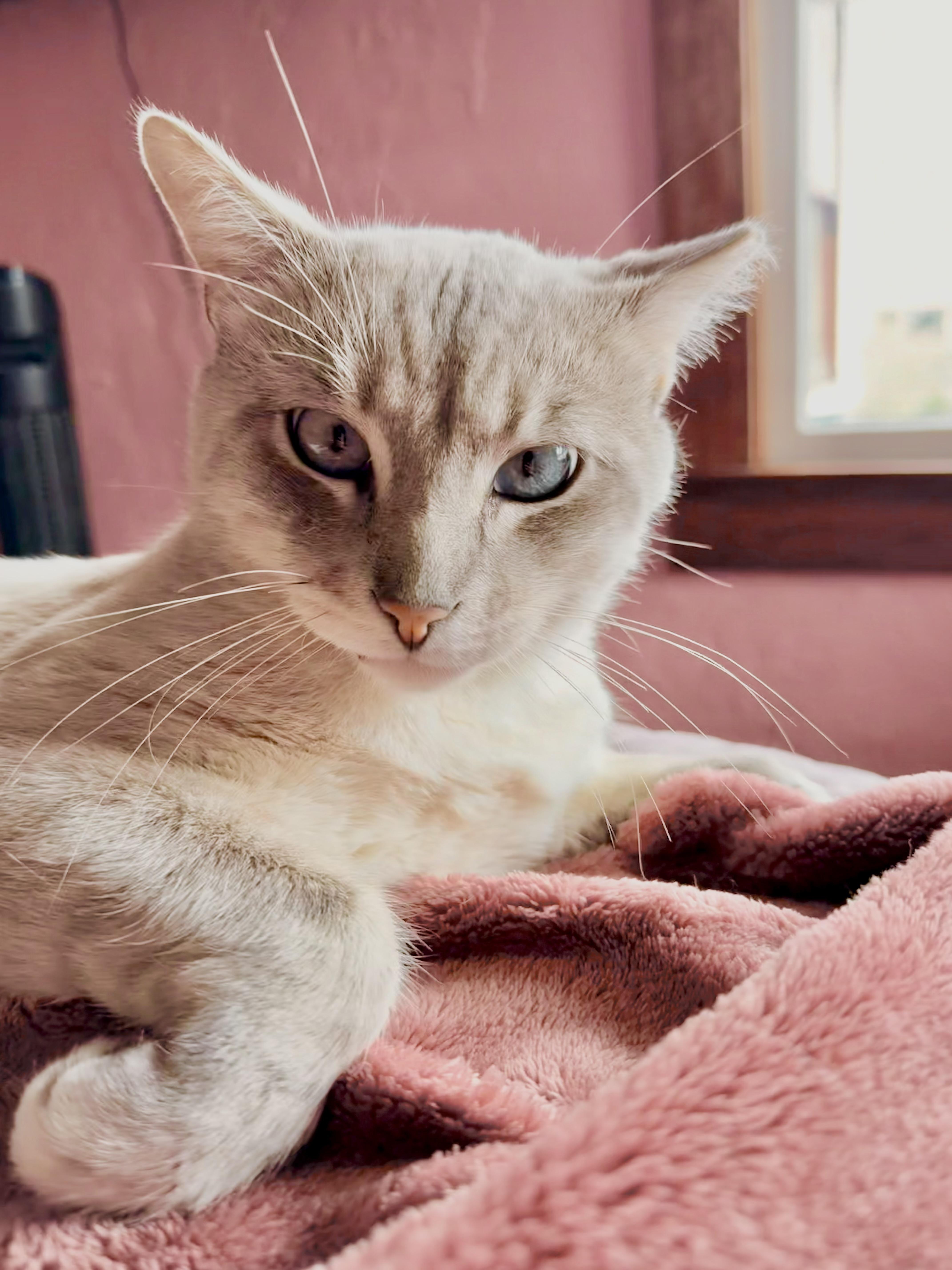 Enlarge Jack Jack, an adopted Siamese in Pacific Palisades, CA image 6/6