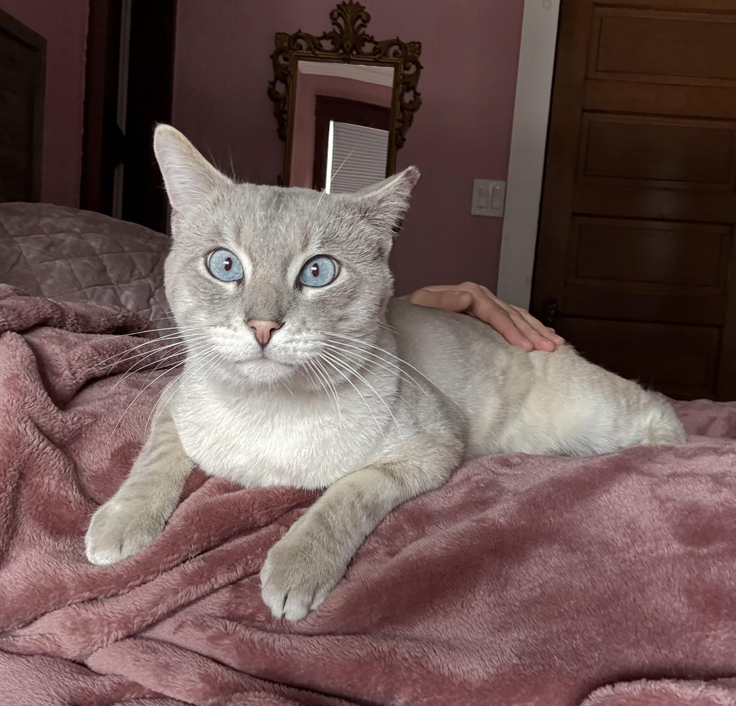 Jack Jack, ADOPTABLE, Adult Male Siamese.