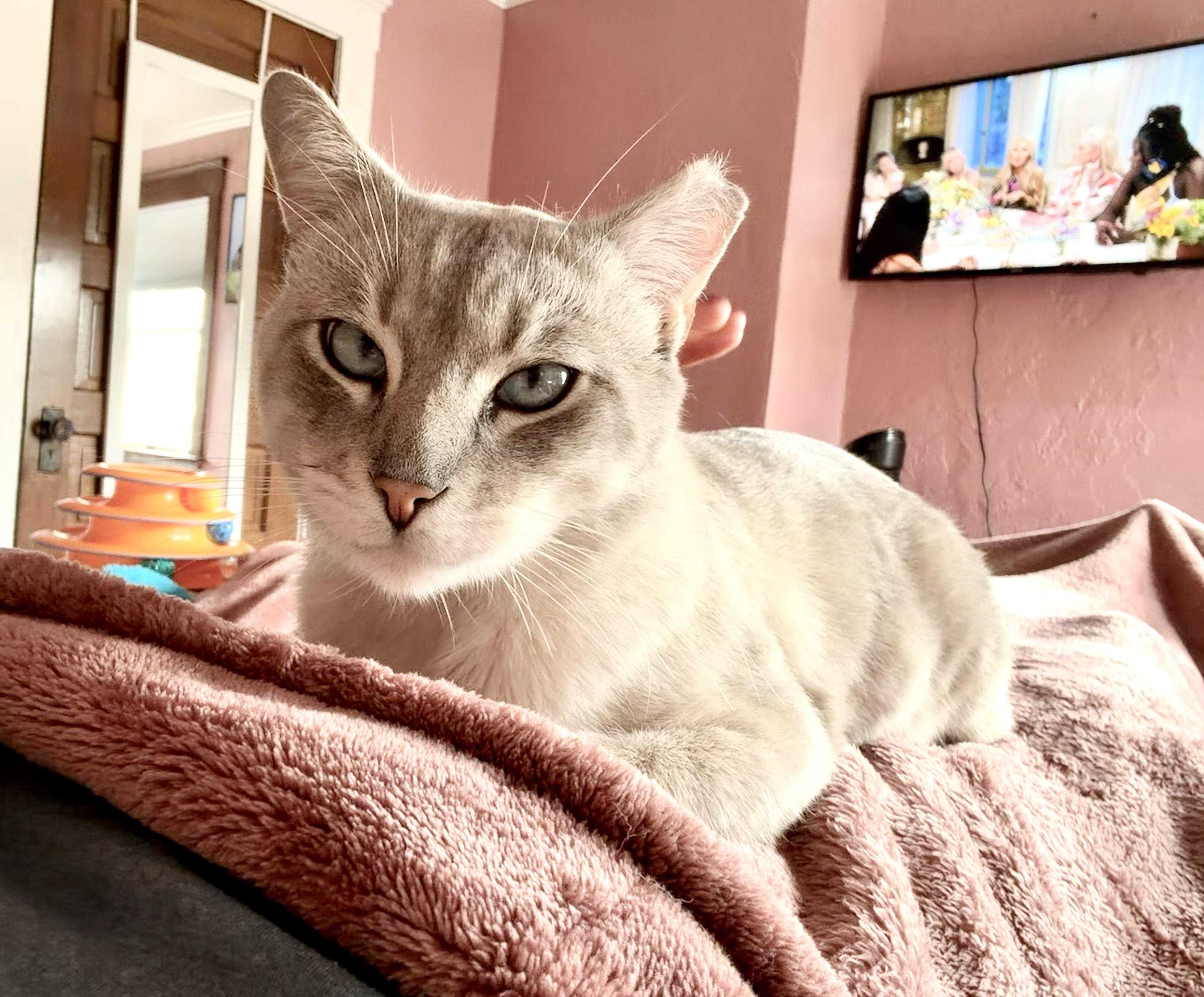 Enlarge Jack Jack, an adopted Siamese in Pacific Palisades, CA image 5/6