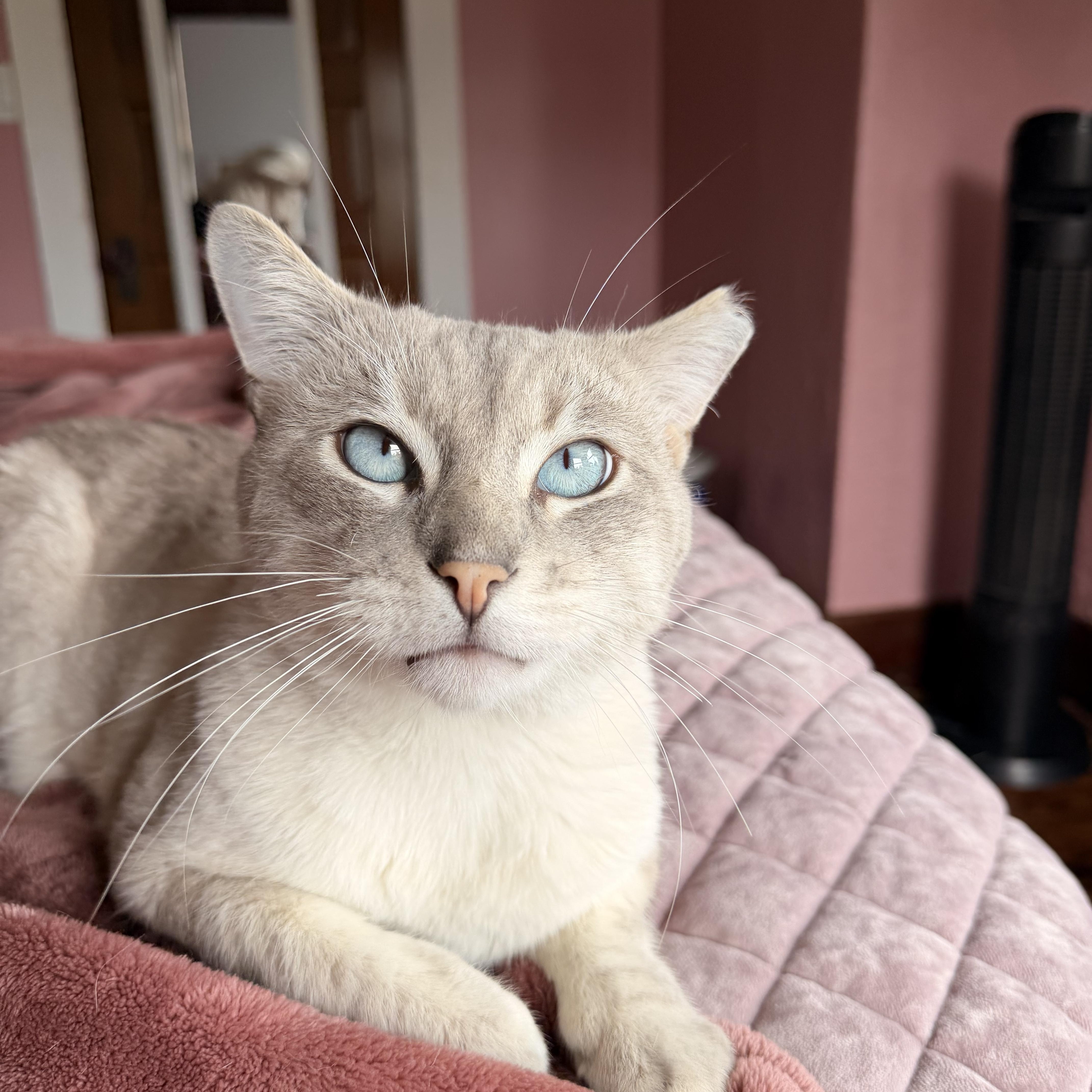 Enlarge Jack Jack, an adopted Siamese in Pacific Palisades, CA image 4/6