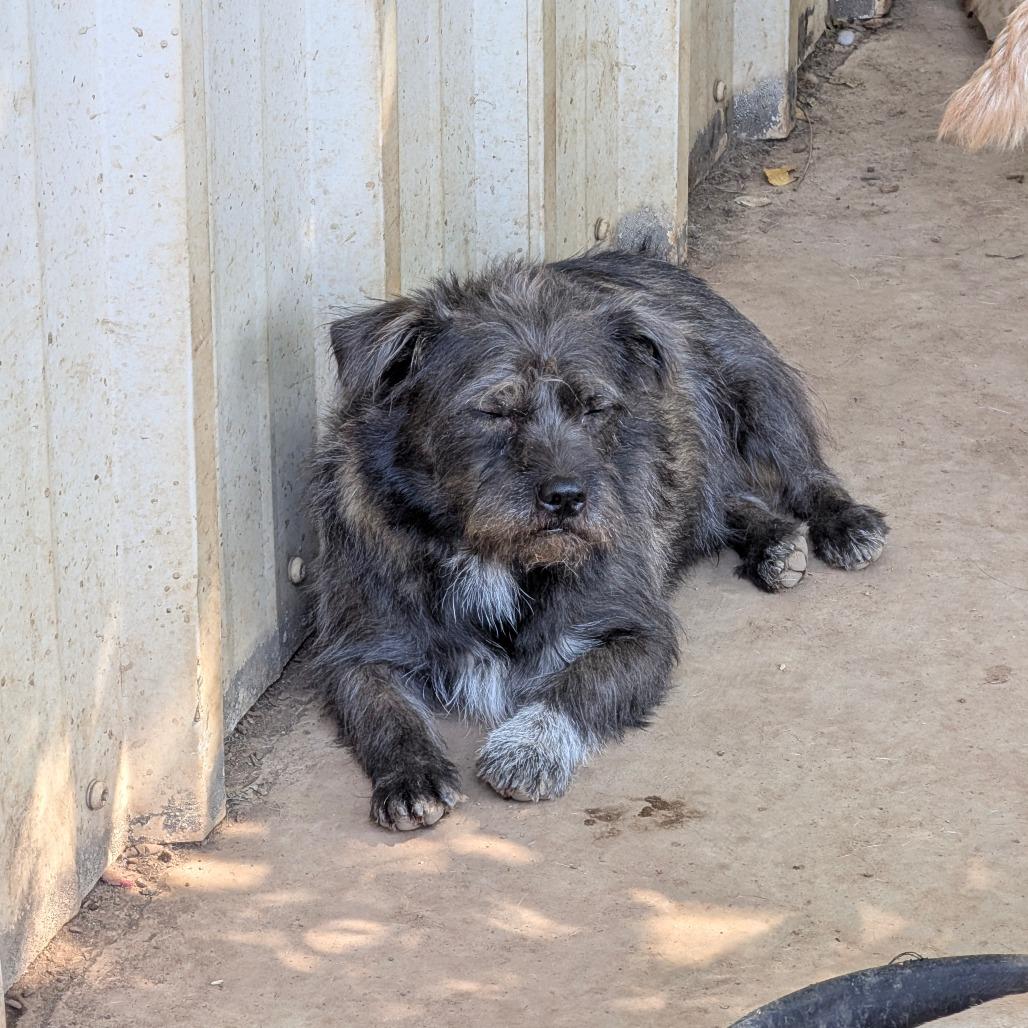 Bones, Adoptable, Adult Male Wirehaired Terrier.