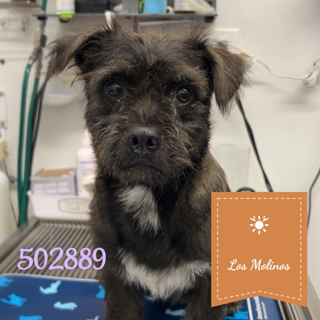 Bones, Adoptable, Adult Male Wirehaired Terrier.