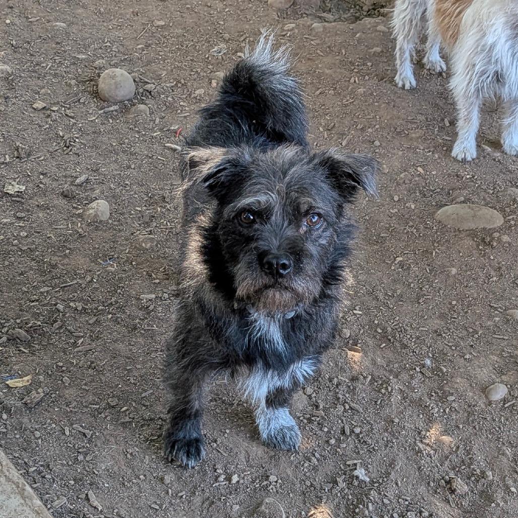 Enlarge Bones, a Adoptable Wirehaired Terrier in Chico, CA image 3/5