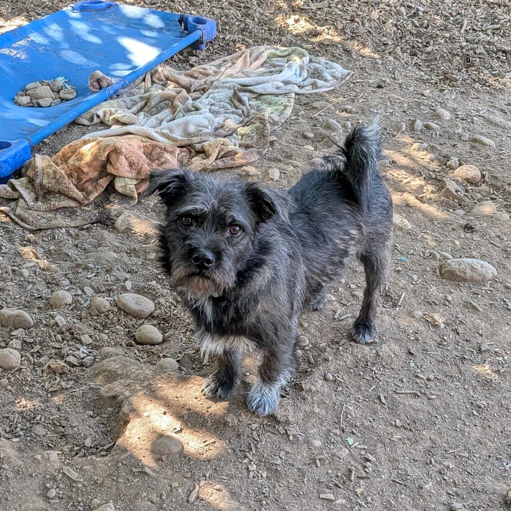 Enlarge Bones, a Adoptable Wirehaired Terrier in Chico, CA image 4/5