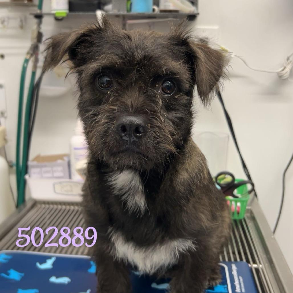 Bones, a Adoptable Wirehaired Terrier in Chico, CA image 2/2
