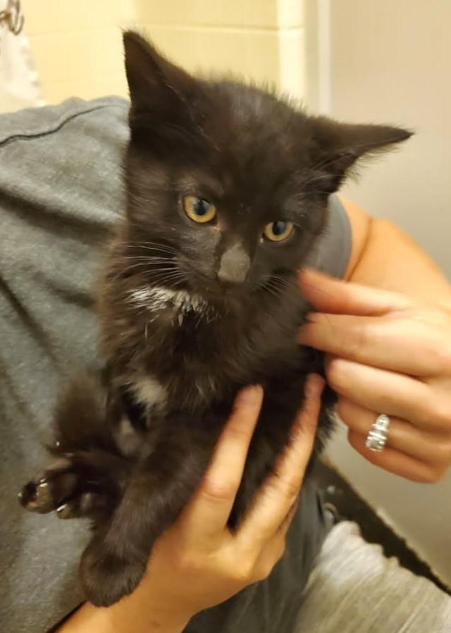 Edison    (Bonded to Neva)
