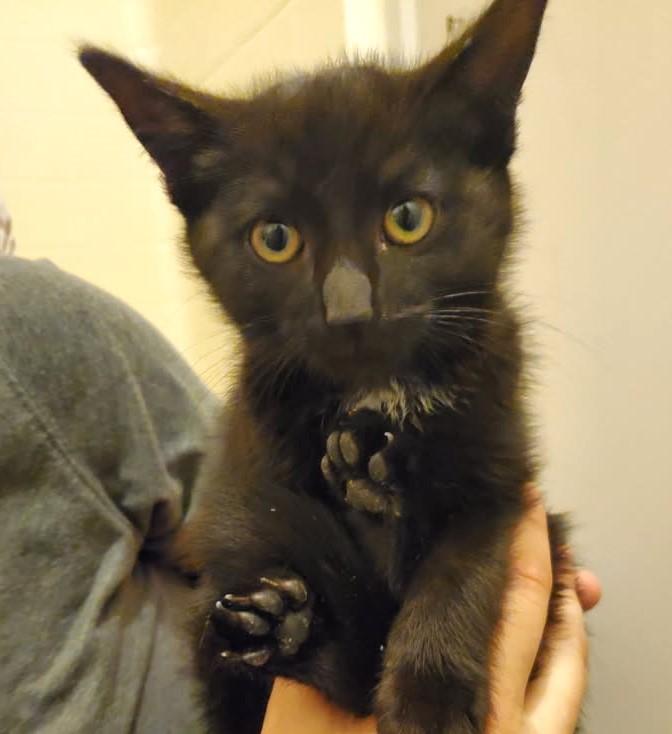 Edison    (Bonded to Neva)
