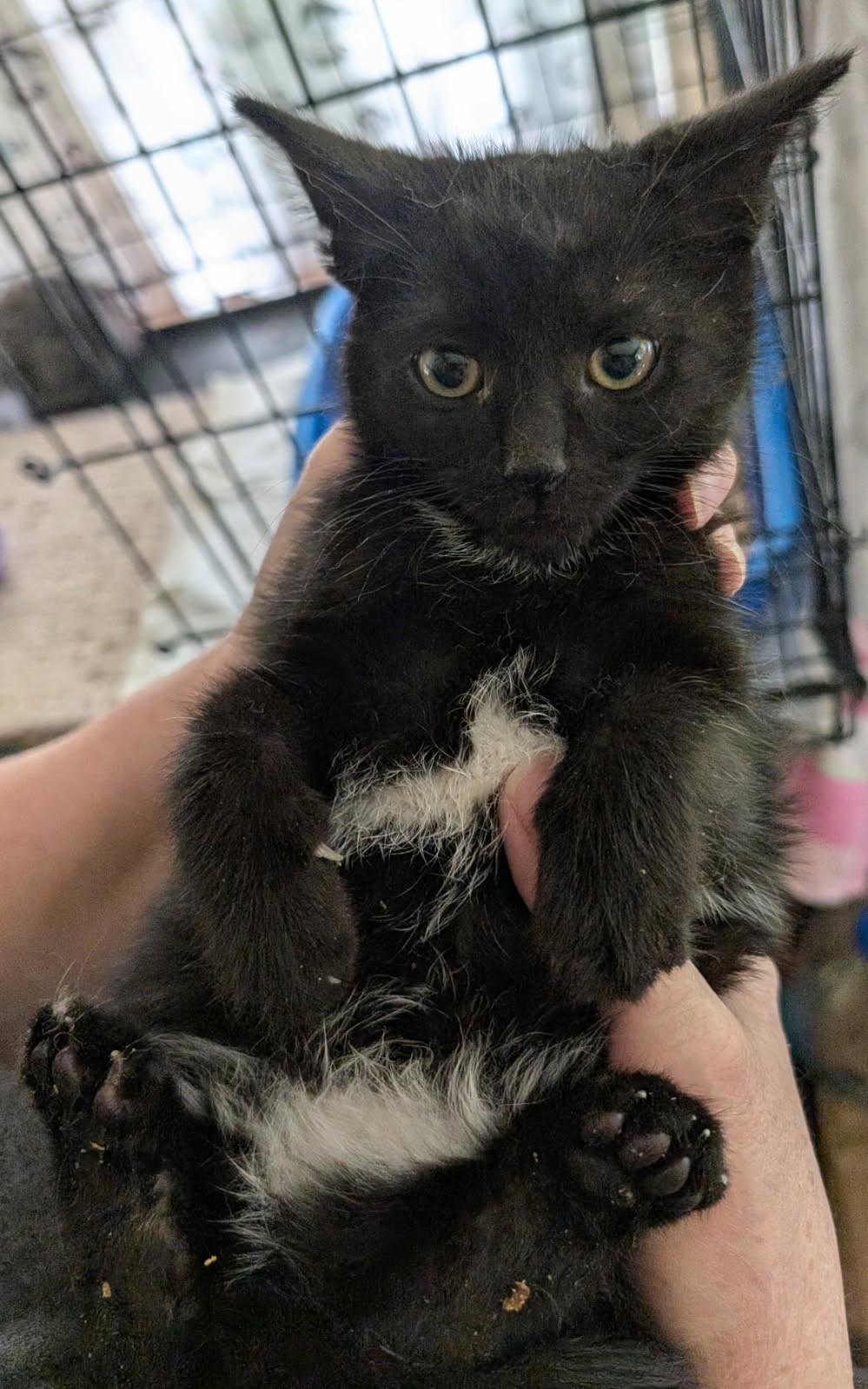 Edison    (Bonded to Neva)