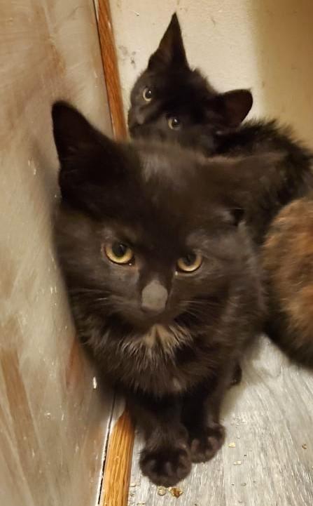Edison    (Bonded to Neva)