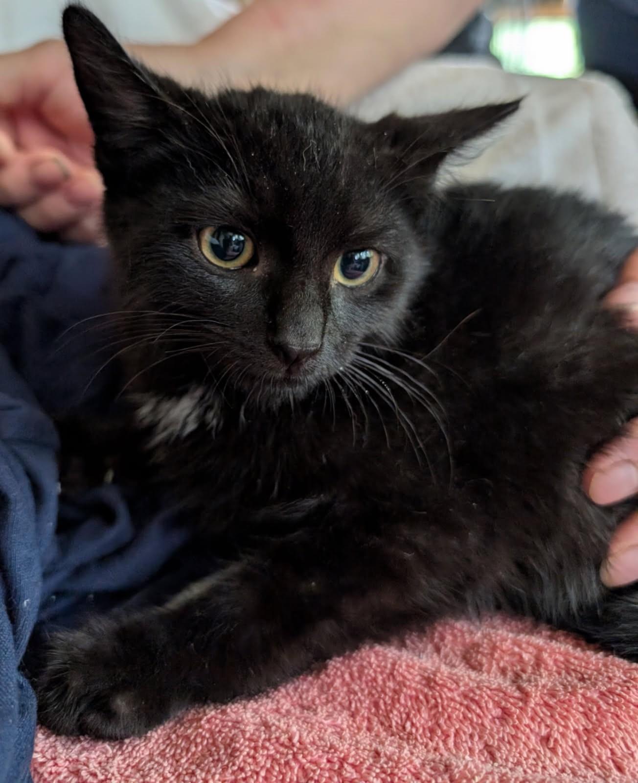 Edison    (Bonded to Neva)